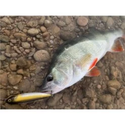 LEURRE DE SURFACE STUCKI FISHING FANATICS STRAYER 60F - 6CM -Pêche Promotions Magasin leurre de surface stucki fishing fanatics strayer 60f 6cm z 2739 273981 4