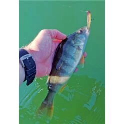 LEURRE DE SURFACE STUCKI FISHING FANATICS STRAYER 60F - 6CM -Pêche Promotions Magasin leurre de surface stucki fishing fanatics strayer 60f 6cm z 2739 273981 5