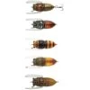 LEURRE DE SURFACE TIEMCO TINY CICADA TT - 3.5CM 2 LEURRE DE SURFACE TIEMCO TINY CICADA TT - 3.5CM -Pêche Promotions Magasin leurre de surface tiemco tiny cicada tt 35cm z 1273 127306